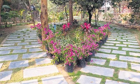 The newly-inaugurated botanical garden in the zoo at Motijharan | Express