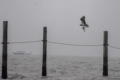 A sea hawk takes flight with a fish in its beak at Nalabana Bird Sanctuary in Chilika. (Photo | Debadatta Mallick, EPS)