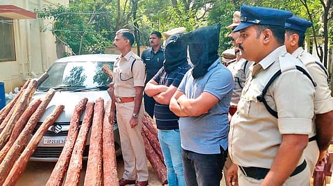 Red Sanders Anti-Smuggling Task Force conducted combing operations at Mallemadugu and Karakambadi forest areas near Yerpedu on Thursday | EXPRESS