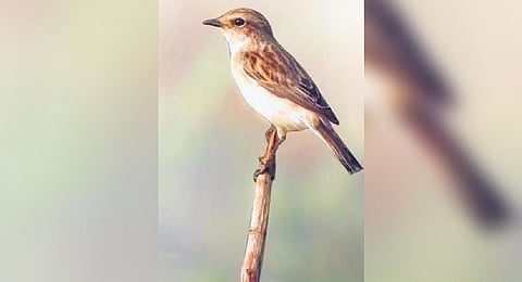 For representational purposes