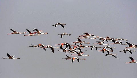 Migratory birds at Bhitarkanika National Park.