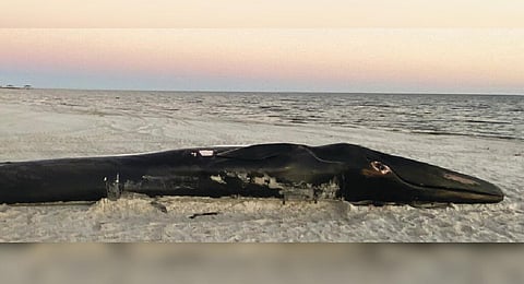 A dead Finback whale lies on the sand after being brought to shore at the Mississippi Gulf Coast beach in Pass Christian (Photo | AP)