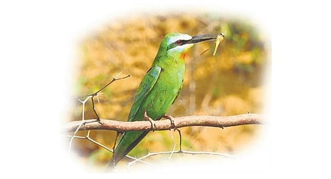 Image used for representational purpose. (Photo | Neha Sinha)