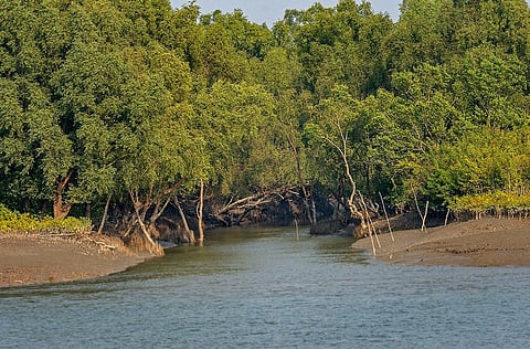 Sundarbans (Wikimedia Commons)