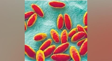 Image used for representational purpose only. (File Photo)