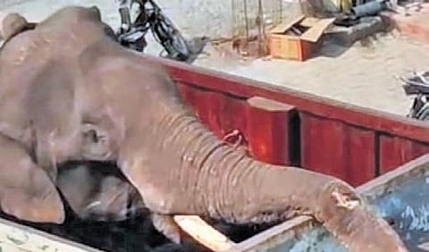 Arikomban being translocated on a truck (File photo | Express)