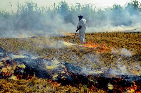 A farmer burns stubble after harvesting paddy near Patiala on Friday. (Photo | PTI)