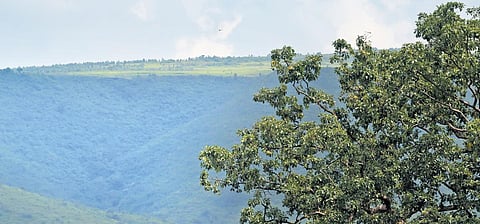 The Sijimali hill stretch in Kashipur, Rayagada I SIBA MOHANTY