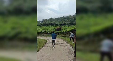 Padayappa, the wild tusker found wandering in the tea estate regions of Munnar.