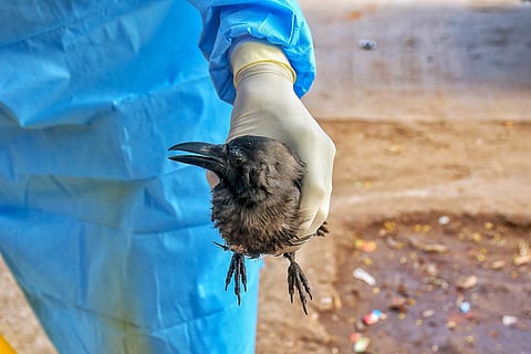 Forest department official picks a sick crow from a roadside in Jaipur. (File Photo | PTI)