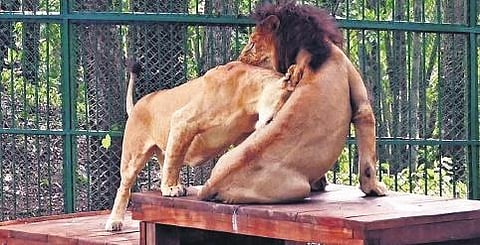 Nayla and Leo at the Thiruvananthapuram Zoo | Vincent Pulickal