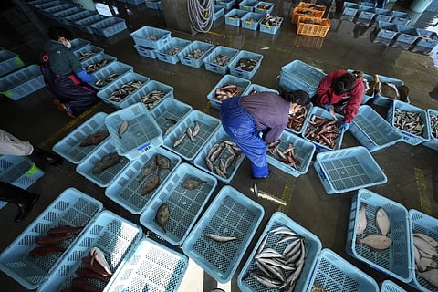 Local workers arrange the inshore fish during a morning auction at Hisanohama Portin Iwaki, northeastern Japan, Oct 19, 2023. (Photo | AP)