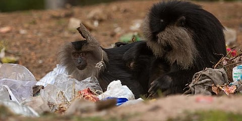 Lion-tailed macaque