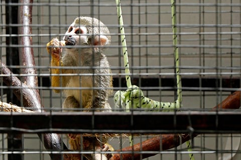 A Central American squirrel monkey (Saimiri sciureus), is seen in Quito on October 2, 2023, after it was seized in the northern area of the Ecuadorean capital. (AFP)