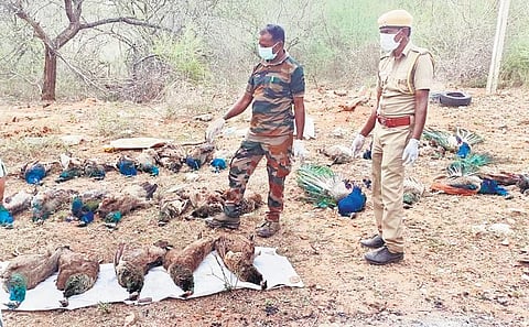 A team led by Madukkarai Forest Range Officer P Sandhiya found carcasses of 31 peafowls in farmlands near Sultanpettai, Coimbatore, on Thursday. (Photo | Express)