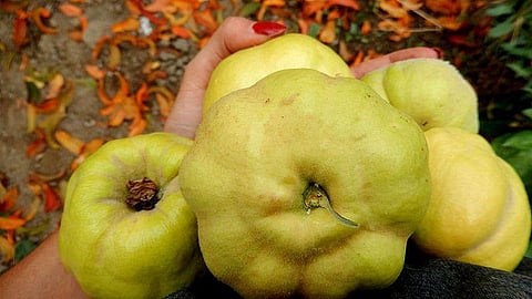 For representational purposes. (Photo Wikimedia Commons)