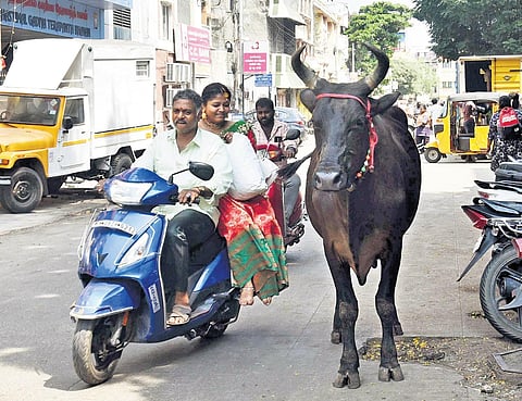 A stray cattle on the prowl on Mada Street in Triplicane. (Photo | P Jawahar)