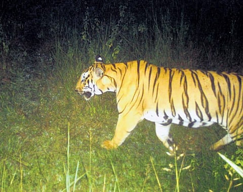 The tiger’s image captured by trap camera | Express