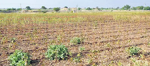 A withered groundnut crop in Pathikonda due to inadequate rainfall I Express