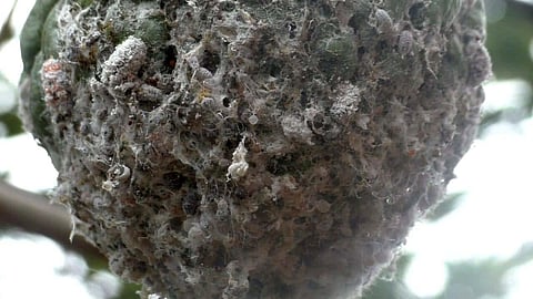 Pests infest custard apple trees in Dharmapuri forest, tribals hit