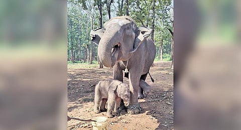 Elephant Netravathi with its calf at the Sakrebailu camp in Shivamogga district on Tuesday | Shimoga Nandan