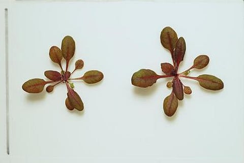 Plants learn to detect toxic chemicals