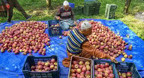 Agricultural labourers pack the harvested apples into crates at an orchard, in Shopian on Tuesday. (ANI Photo)