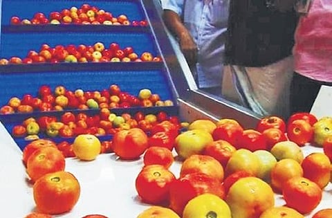 Tomatoes being treated with ozone bubbles at the unit set up by Mannarkad Rural Service Cooperative Bank
