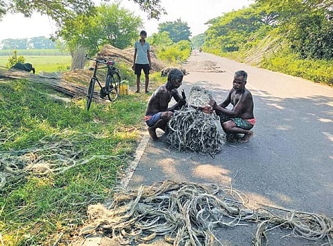 Farmers binding their harvested jute crop at a village in Jagatsinghpur | Express