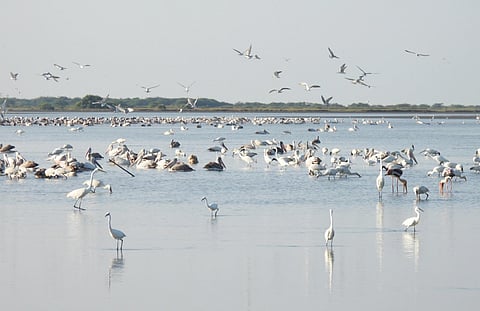 The forest department is taking measure to attract more birds to the sanctuary. (Photo | Express)