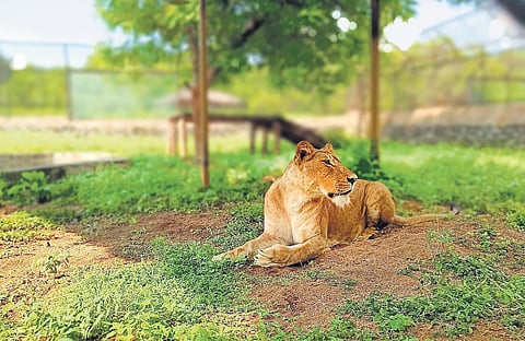 A lioness relaxing at the Vandalur zoo on Monday. Lion safari resumed at the zoo after three years | special arrangement