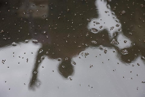 Stagnant water turns a breeding ground for mosquitoes which could lead to the spread of dengue.