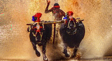 First Bengaluru Kambala to have 155m track, 116 buffalo owners confirm participation