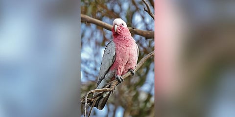 Australian breed Galah parrot (Photo | Wikimedia Commons)