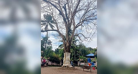 The 100-year-old banyan tree at Kuzhiyam in Kollam after ayurvedic treatment