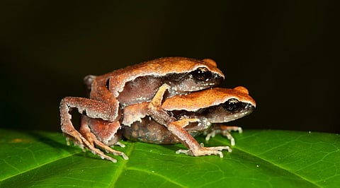 Franky’s Narrow-mouthed Frog