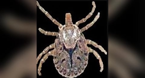 Scrub typhus, also known as bush typhus, is caused by the intracellular parasite Orientia tsutsugamushi and spreads to people through the bite of infected chiggers (larval mites). (File photo)