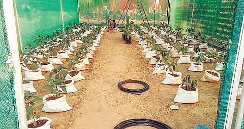 A variety of crops displayed at the first edition of the fair in 2018 | PTI file