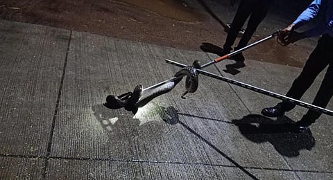 Reticulated python that was spotted inside IIT-M in March this year | EXPRESS