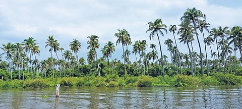 Low price, high labour cost hit coconut cultivation in Kerala hard