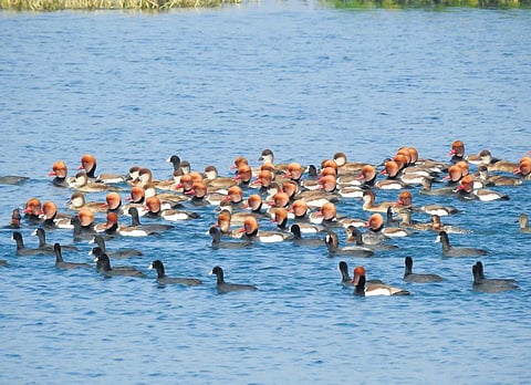 Every winter Surkhaab birds become the first guest of Uttarakhand | express