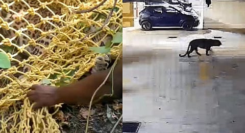 Last week, CCTV footage emerged showing the big cat walking down the streets of Singasandra at night. (Videograbs)