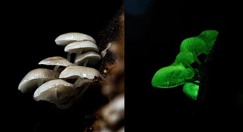 A team of researchers along with the forest department staff found a rare bioluminescent mushroom in the Kanyakumari Wild Life Sanctuary.