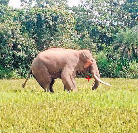One of the elephants rummaging through the paddy fields in Benapur village of Betnoti block. (Photo | Express)
