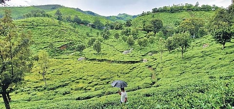 File photo of a tea estate in the Nilgiris | Exp ress