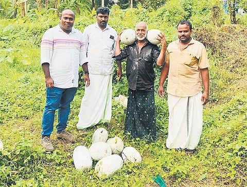 Farmer Abu, panchayat member Rabeeb K T, Karshika Karma Sena supervisor Haneefa P P and panchayat standing committee chairman Shihab A with the Kodur ash gourds.