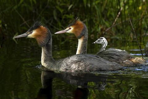 The puteketeke at Lake Ellesmere, south of Christchurch in New Zealand (Photo | AP)