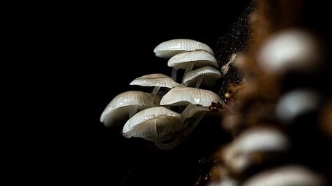 Representational Image.