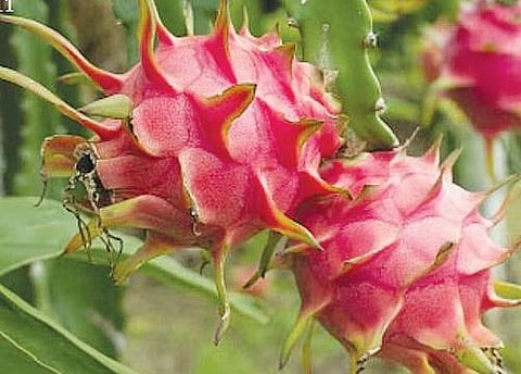 Dragon Fruit.