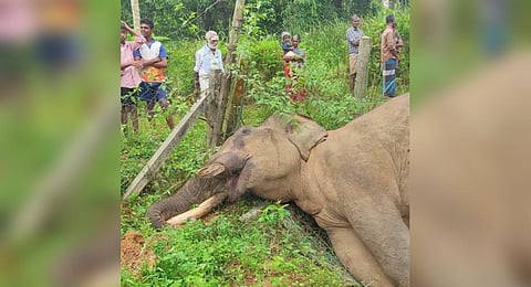 Carcass of the elephant that died due to electrocution
